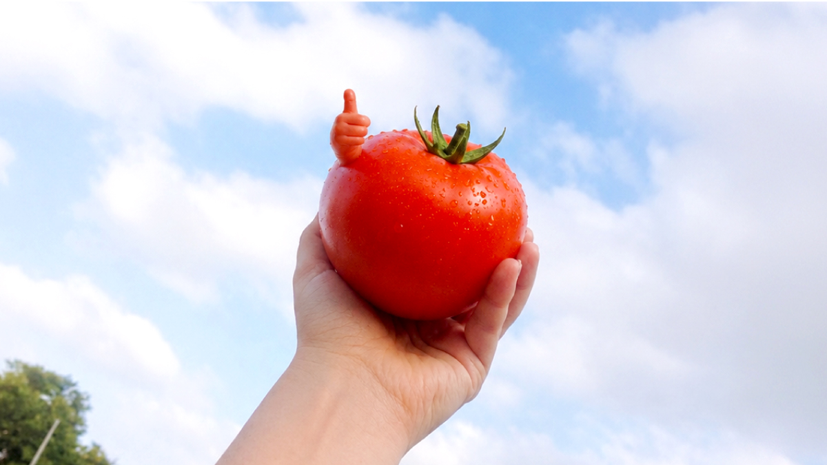 농업연구소장이 꼭 토마토를 먹는 이유! “참 고맙다, 토마토야.”